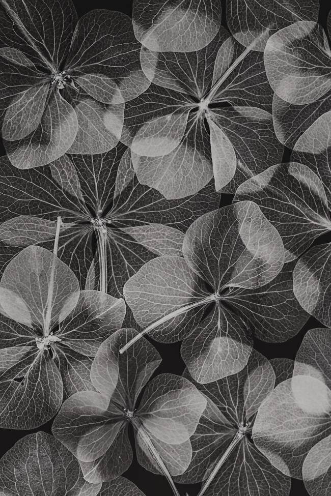 Botanical Lenka