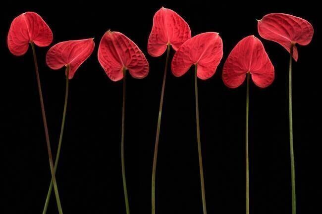 Botanical hearts Floriana Barbu