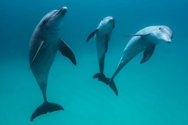 Bottlenose dolphins Gabriel Barathieu