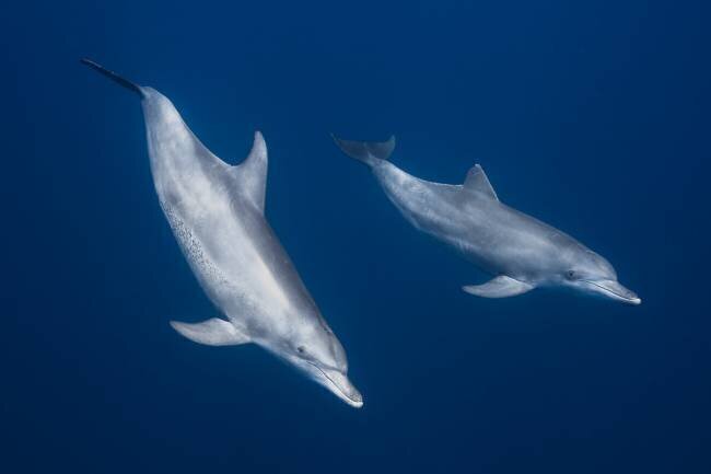Bottlenose dolphins Gabriel Barathieu