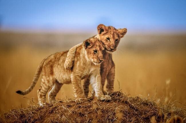 Brothers for Life Jeffrey C. Sink