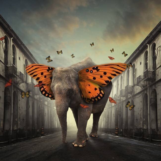 Butterphant Hardibudi