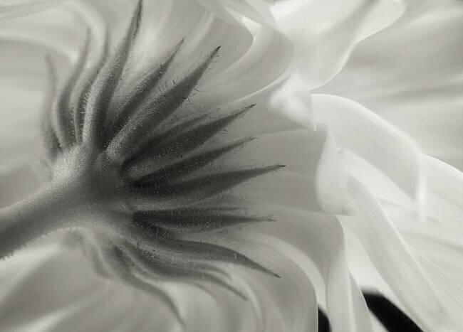 Calendula Lotte Grønkjær