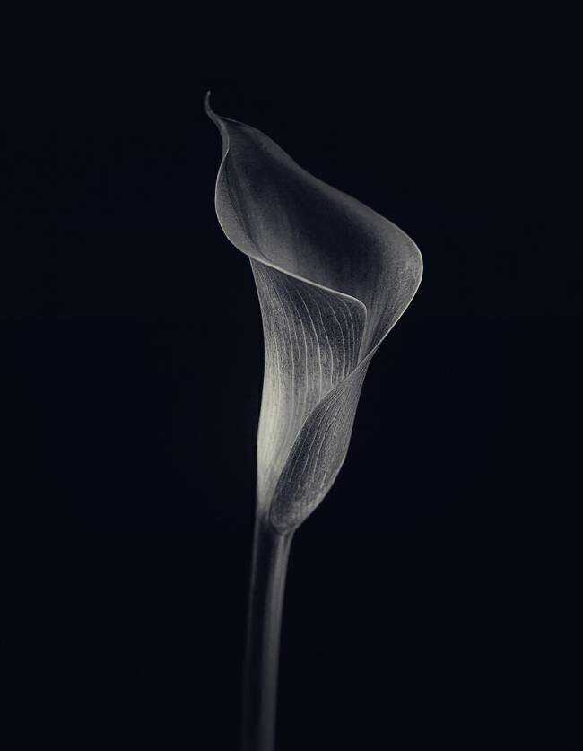 Calla lily Lotte Gronkjar