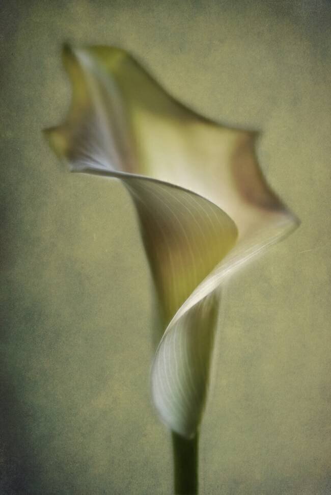 Calla Lily Lotte Andersen
