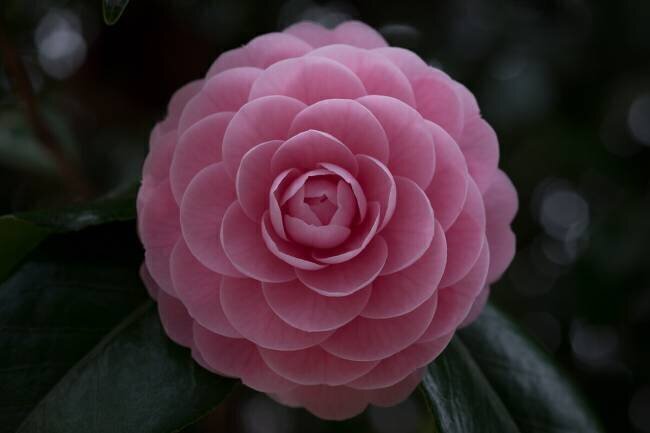 Camellia Kunito Imai