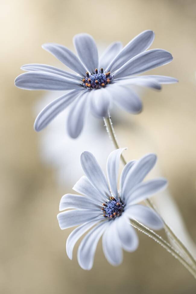 Cape daisies Mandy Disher