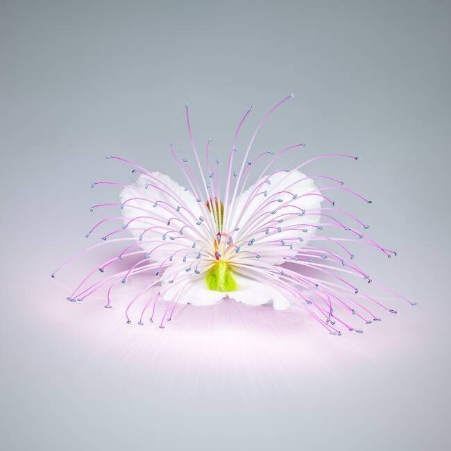 Cape Flower Rico Cavallo