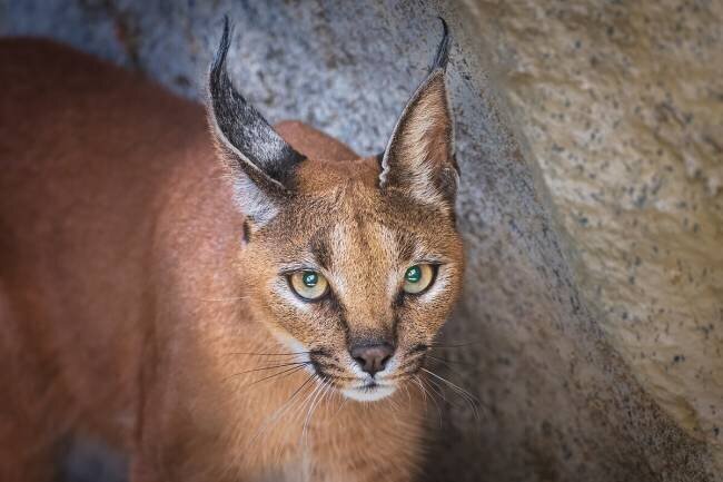 Caracal portrait Jeffrey C. Sink