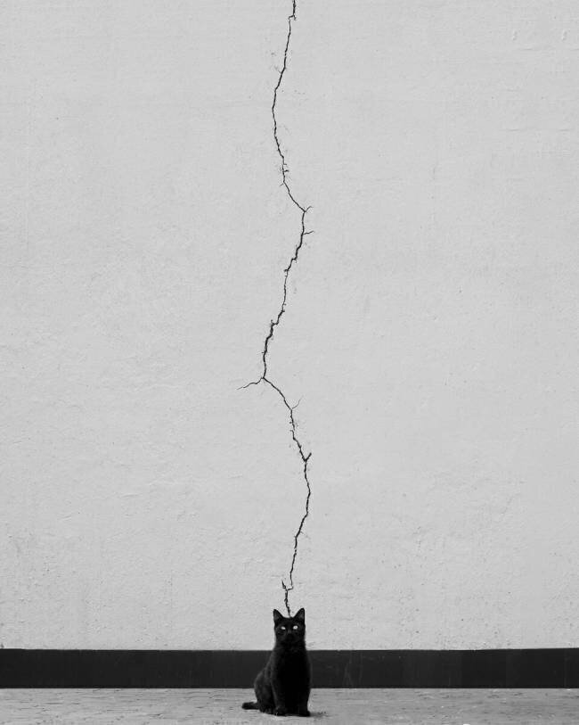 Cat thoughts Alizolghadri93