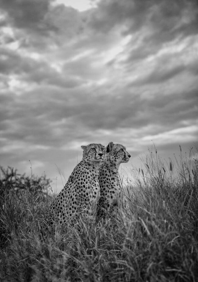 Cheetah Dreams Jaco Marx