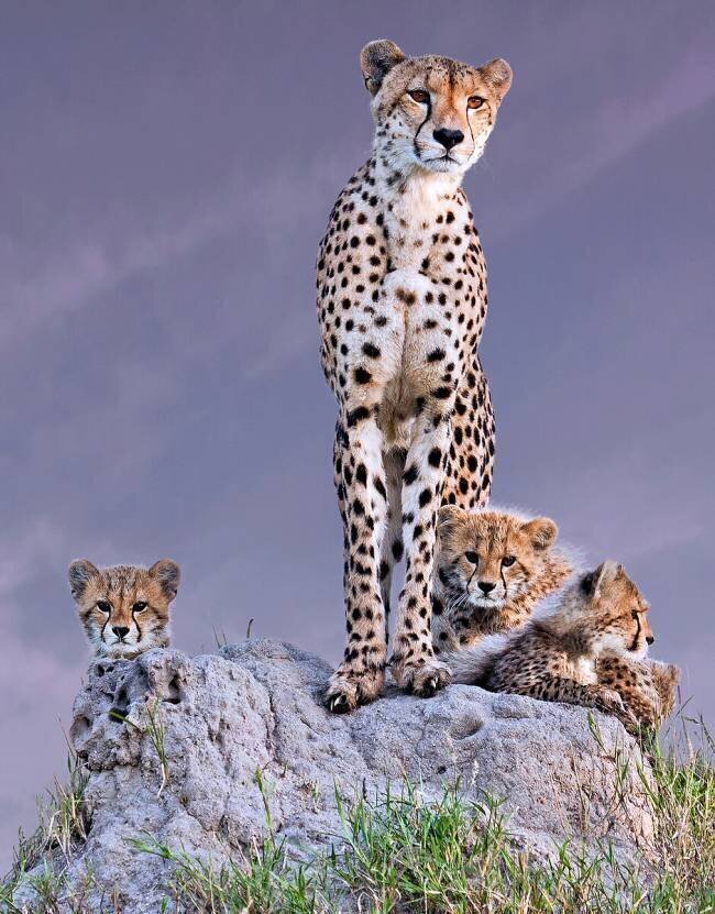 Cheetah with cubs at dawn Arun Mohanraj