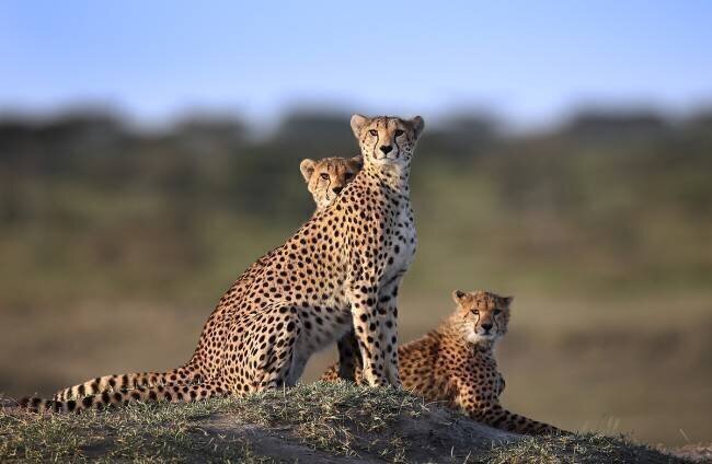 Cheetahs Family Sultan Ahmed Niloy