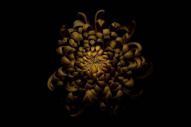 Chrysanthemum Lotte Gronkjar