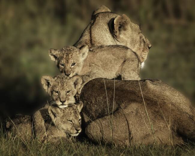 Close Family Karen Celella