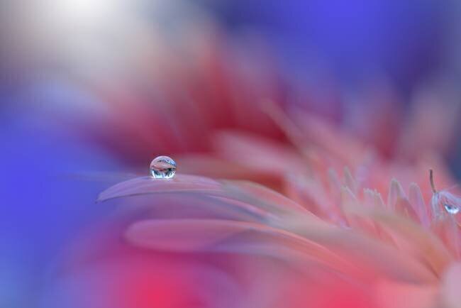 Colorful Explosion Juliana Nan