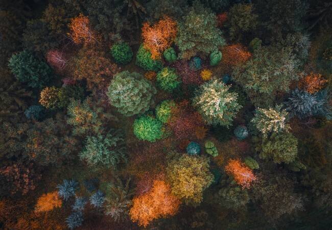 Colorful garden Bogdan Popa