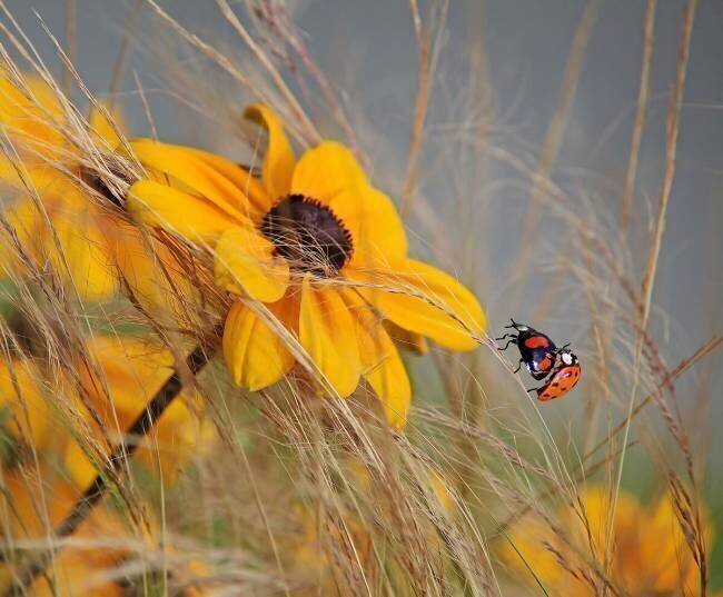 Colors of summer Anna Cseresnjes 