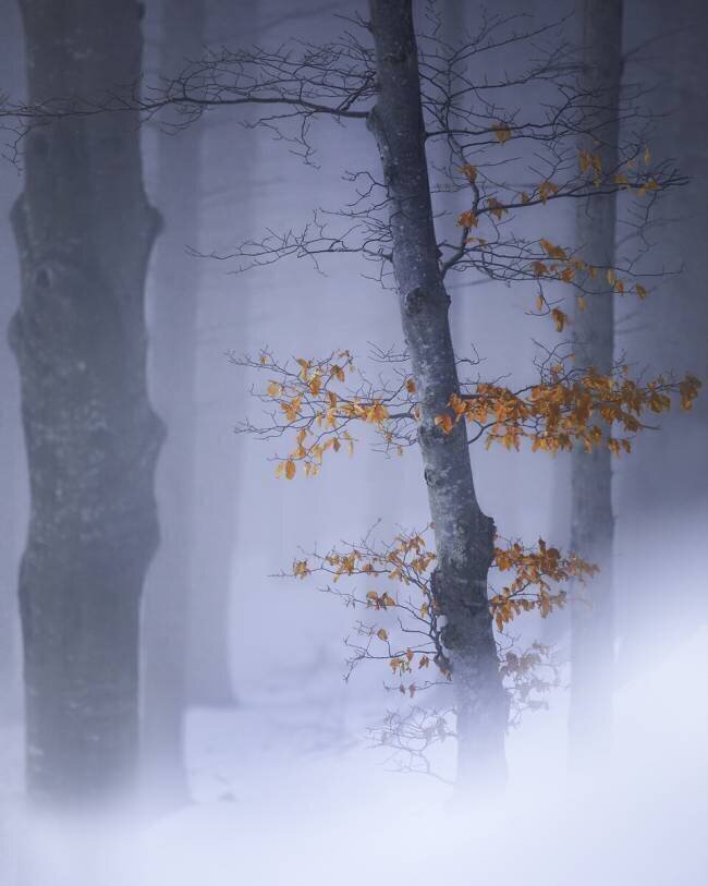 Colour a white Fiorenzo Carozzi