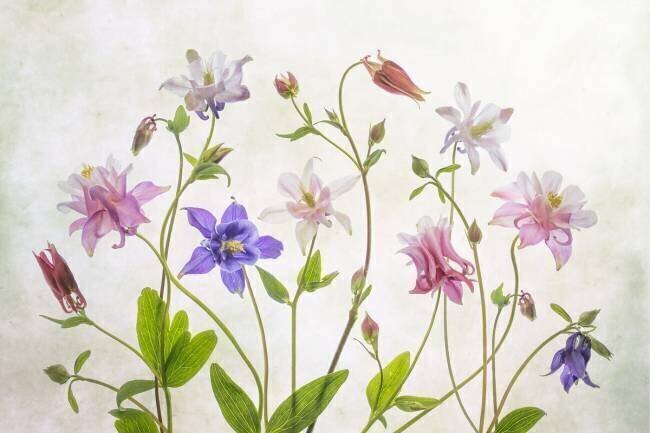 Columbine Mandy Disher