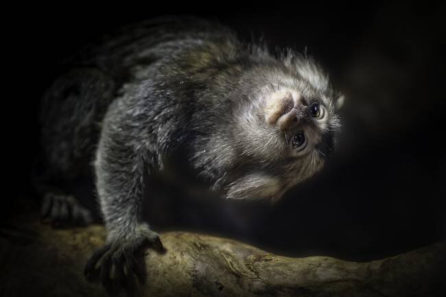 Common Marmoset Jealousy