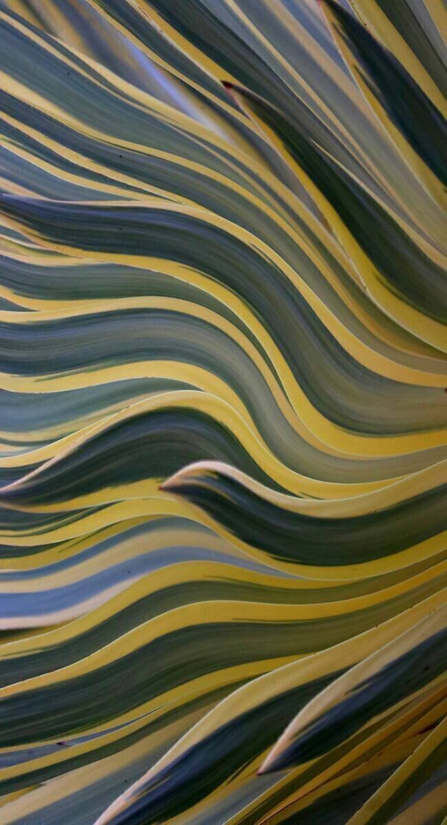 Convergence Robin Wechsler
