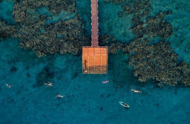 Coral escape Ido Meirovich