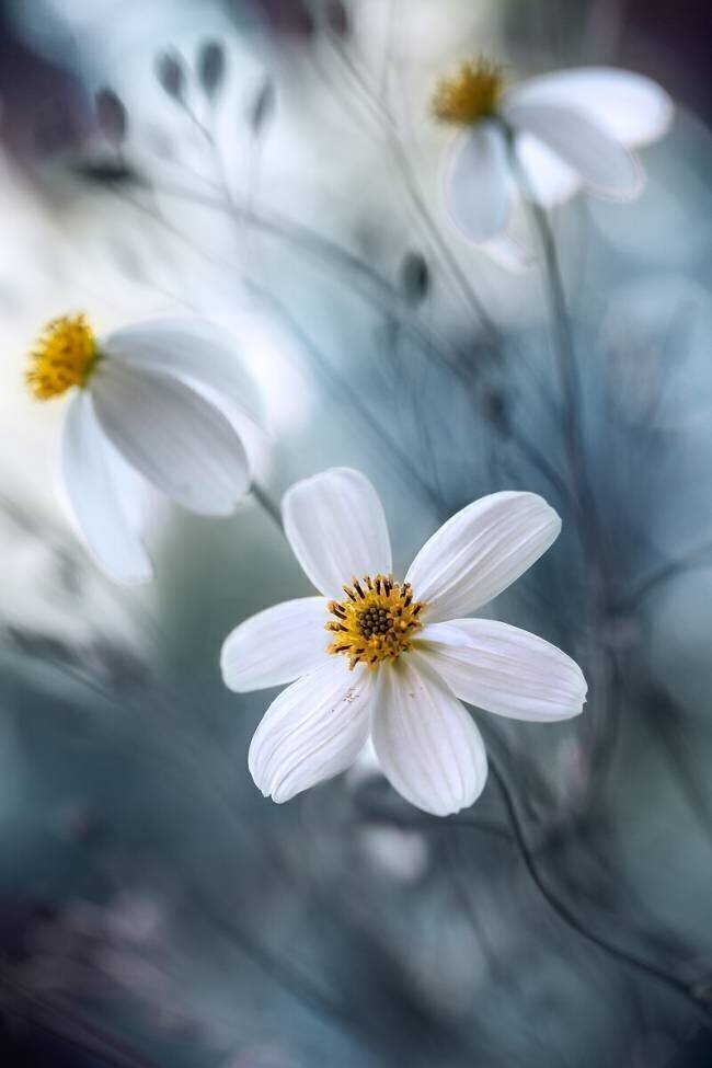 Cosmos Mandy Disher
