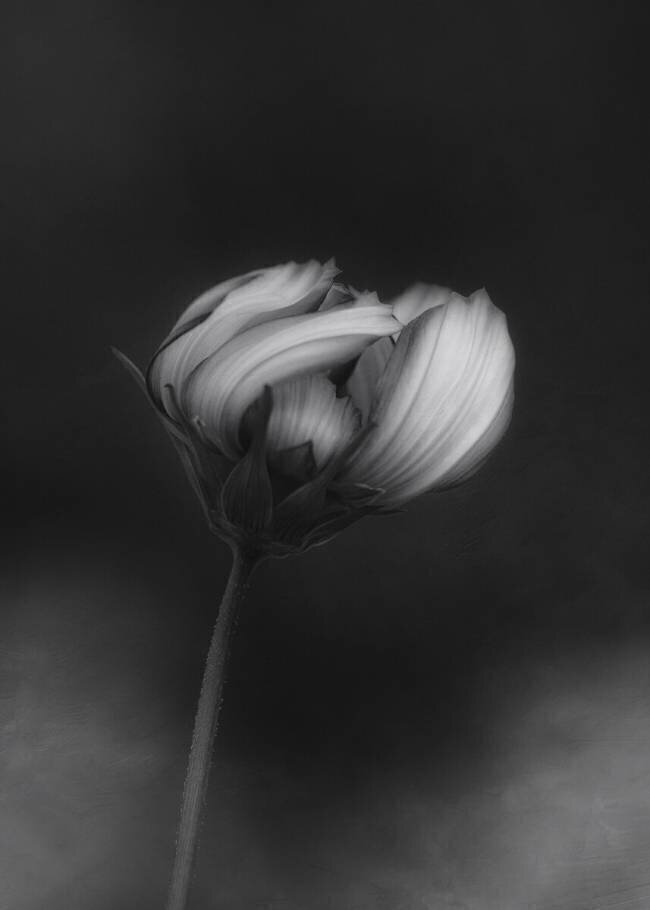 Cosmos Lotte Gronkjar