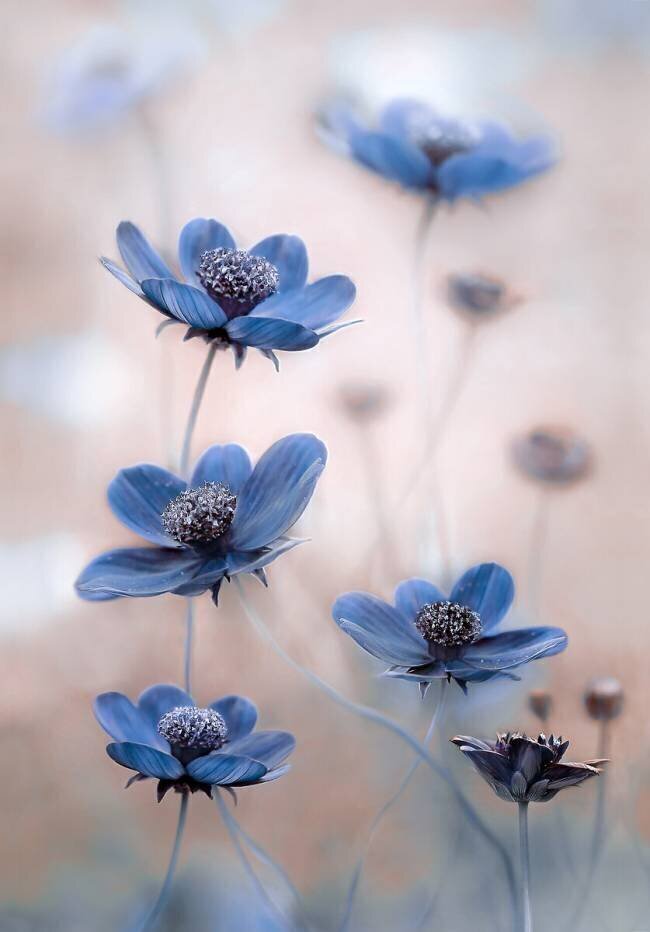 Cosmos blue Mandy Disher