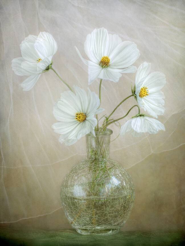 Cosmos breeze Mandy Disher