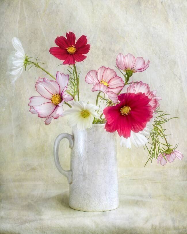Cosmos carnival Mandy Disher