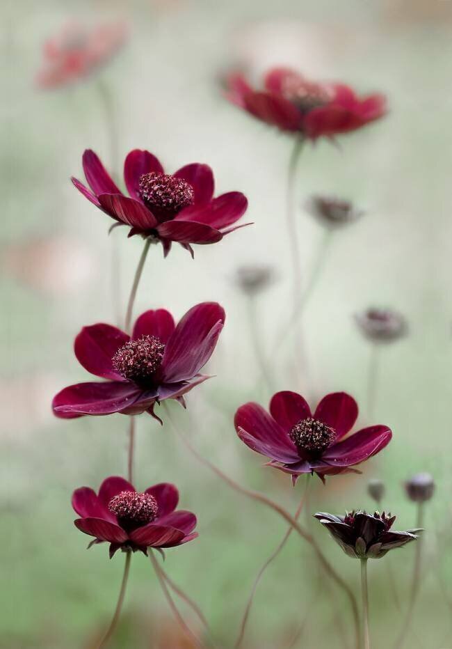 Cosmos sway Mandy Disher