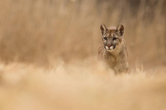 Cougar Milan Zygmunt