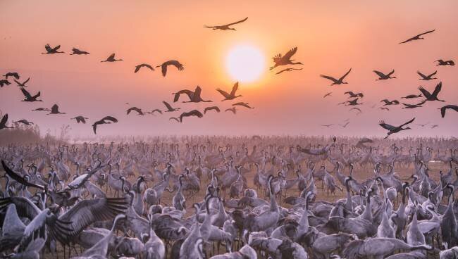 Cranes at sunrise Keren Or