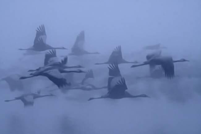 Cranes in the fog Yaki Zander
