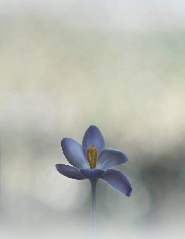 Crocus in the window Lotte Gronkjar
