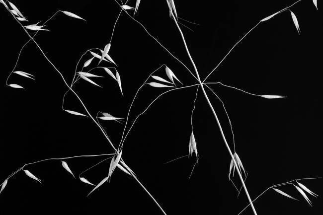 Crossed Lines Olavo Azevedo