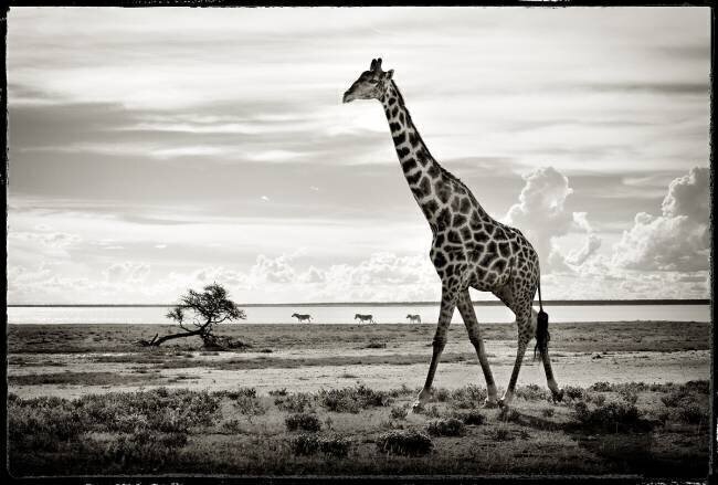 Cross-linked giraffe in the savannah of Etosha NP in Namibia Philippe-Alexandre Chevallier