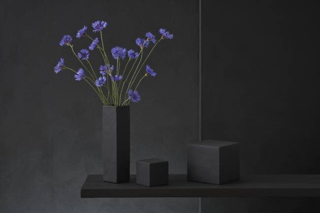 Cyanus Segetum Christophe Verot