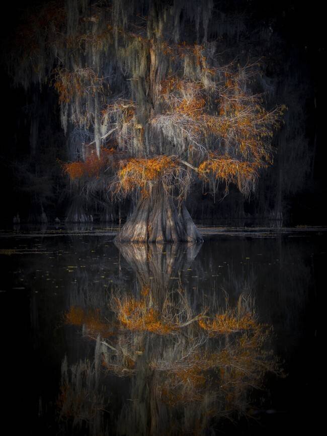Cypress Reflection  Michael Zheng