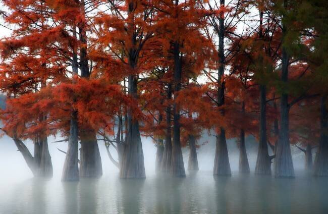 Cypress Trees Dmitry Nesvetaylov