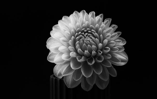 Dahlia Lotte Grønkjær