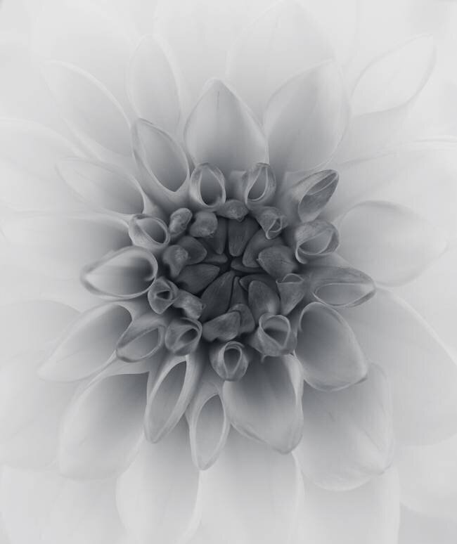 Dahlia Lotte Gronkjar