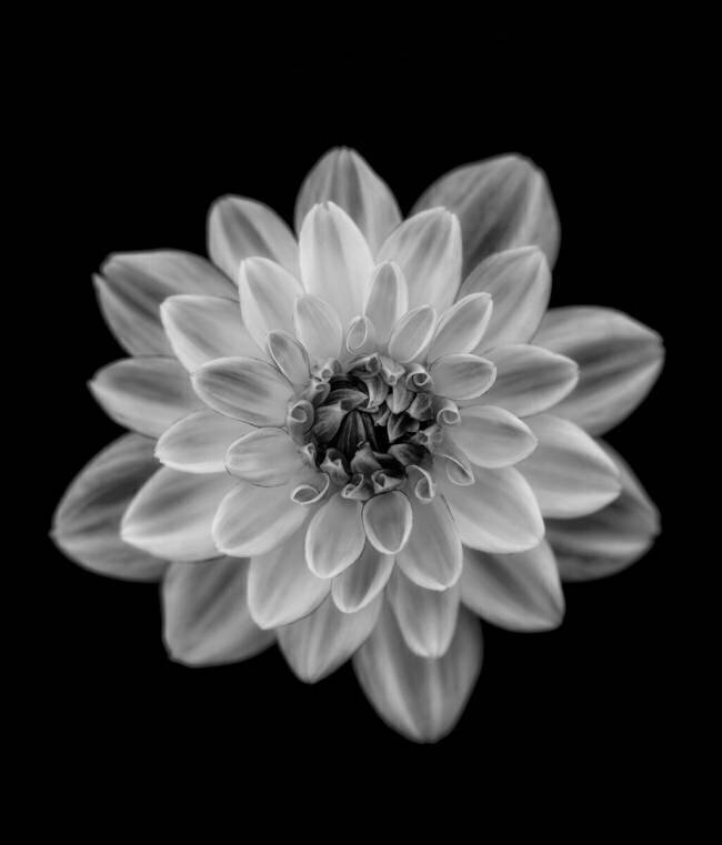Dahlia Lotte Gronkjar