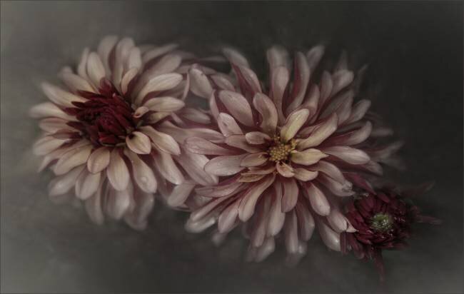 Dahlia family Gilbert Claes 