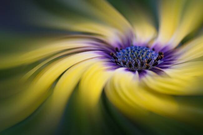 Dancing Daisy Lydia Jacobs