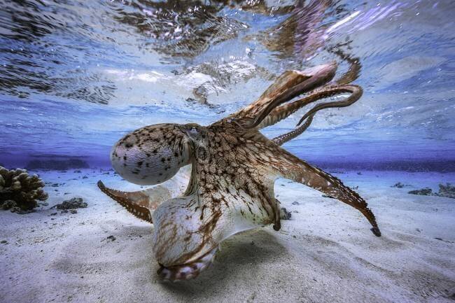 Dancing Octopus Gabriel Barathieu