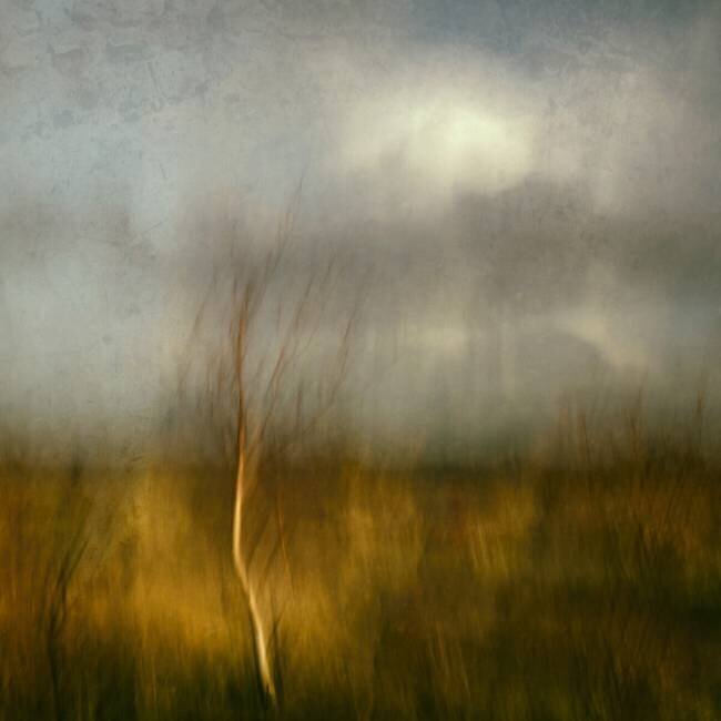 Dancing tree Jacqueline van Bijnen