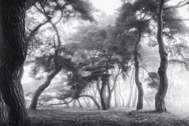 Dancing Trees Tiger Seo